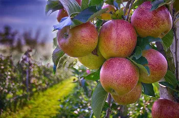 Agricoltura - Photo credit: Foto di Marco Roosink da Pixabay