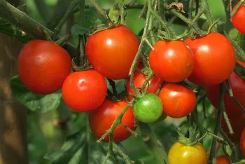 Agricoltura - Photo credit: Foto di Ellen Chan da Pixabay