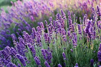 Agricoltura biologica: finanziamenti per la ricerca sulle piante aromatiche e officinali