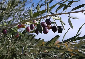 DL Agricoltura: più tempo per i contributi ISMEA sugli interessi dei prestiti bancari