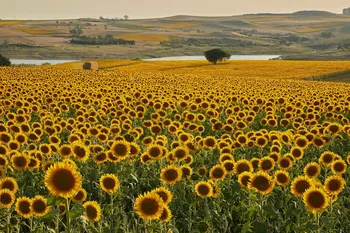 Assicurazioni agricole agevolate 2025, via alle manifestazioni di interesse