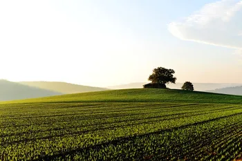 Assicurazioni agricole agevolate 2024: al via il bando Masaf da oltre 300 milioni di euro