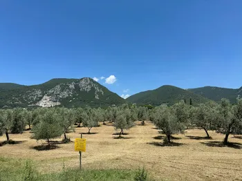 Piano Xylella: 30 milioni per i contributi alle imprese olivicole