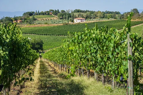 OCM Vino: come funziona l'intervento Riconversione e ristrutturazione vigneti