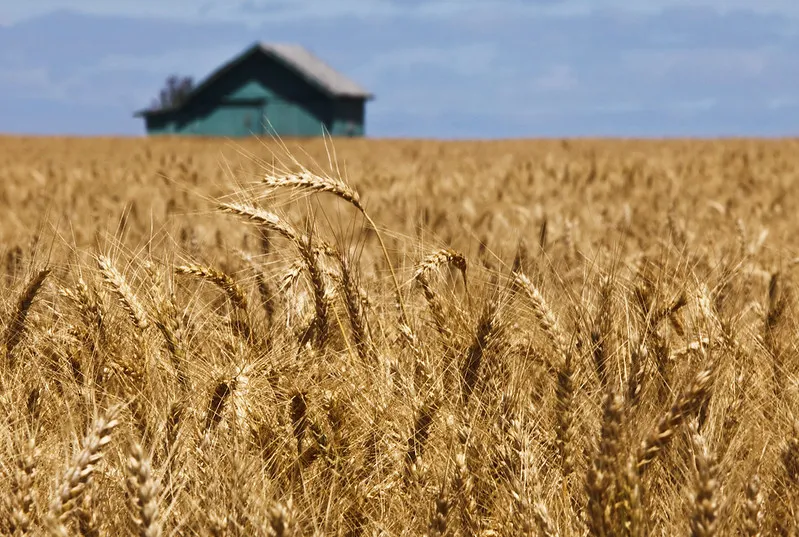 Piano assicurativo agricolo 2017 – il testo del decreto Mipaaf