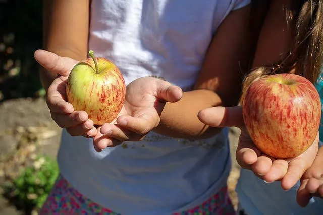 Bando Frutta e verdura nelle scuole 2024-2025: al via le domande di contributo