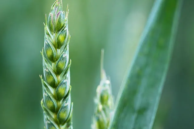 Fondo sovranità alimentare 2024: via alle domande di contributo