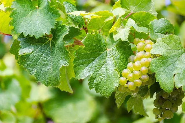 OCM Vino: ripartiti i fondi PAC per la campagna 2025-2026