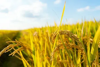 Un miliardo agli agricoltori colpiti da alluvioni in Emilia-Romagna, Toscana e Marche