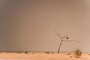 Finanziamenti per il clima: le conclusioni del Consiglio UE in vista della COP29