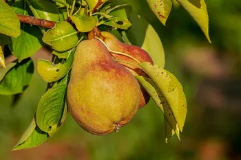 Agricoltura: via alle domande di contributo per la filiera frutticola della pera