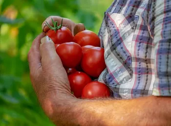 Agricoltura: saldo pagamenti PAC 2024 dal 1° dicembre