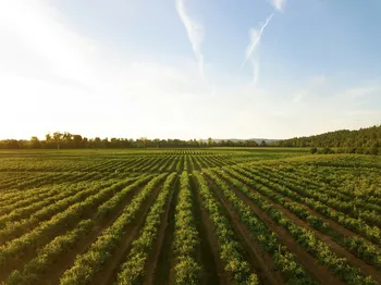 African Development Bank Invests Over €55 Million in Senegal's Agricultural Sector