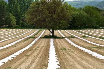 Abruzzo: Complemento Regionale di Sviluppo Rurale (CSR) - Piano Strategico Nazionale PAC (PSP) 2023-2027